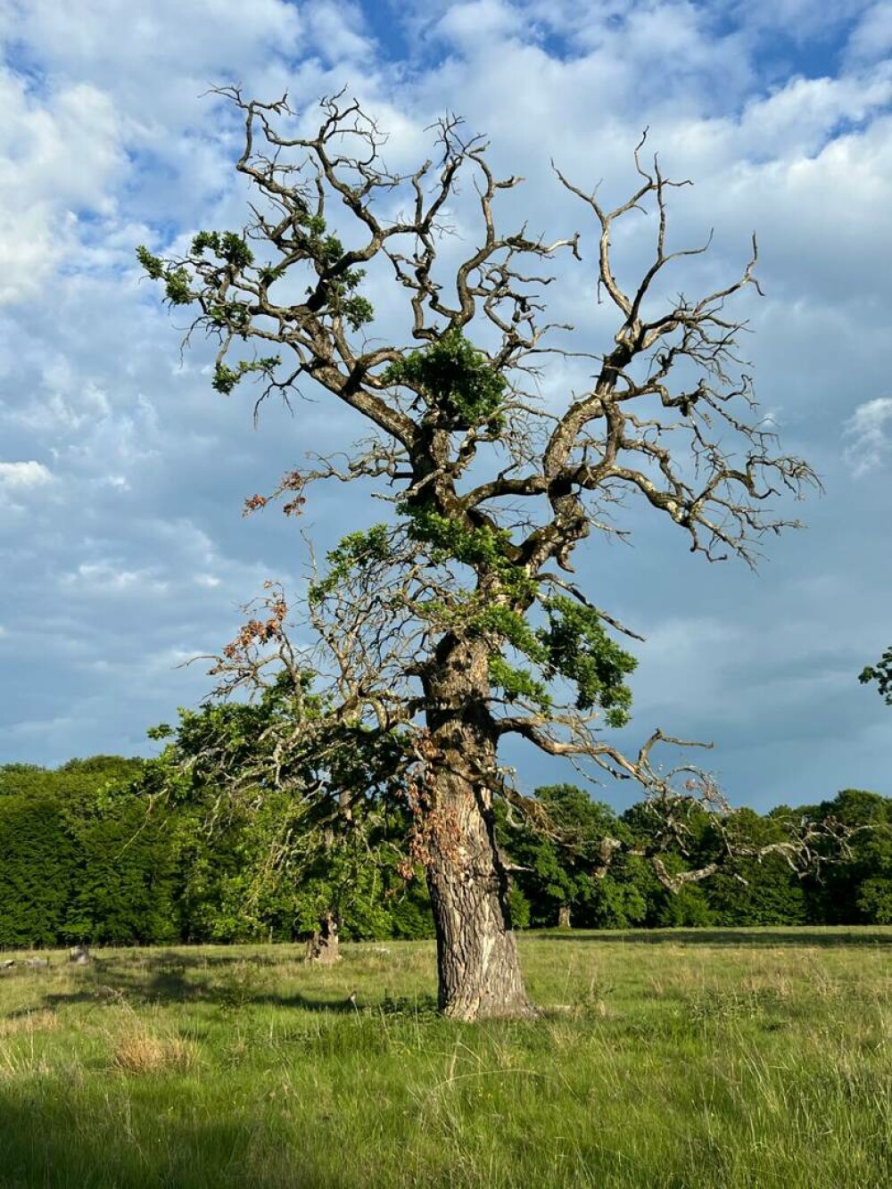 Stejarul: cum îl recunoști, cum arată frunza, tipuri și importanța lui în natură și cultură. Unde pot fi admirați în România - Imaginea 11