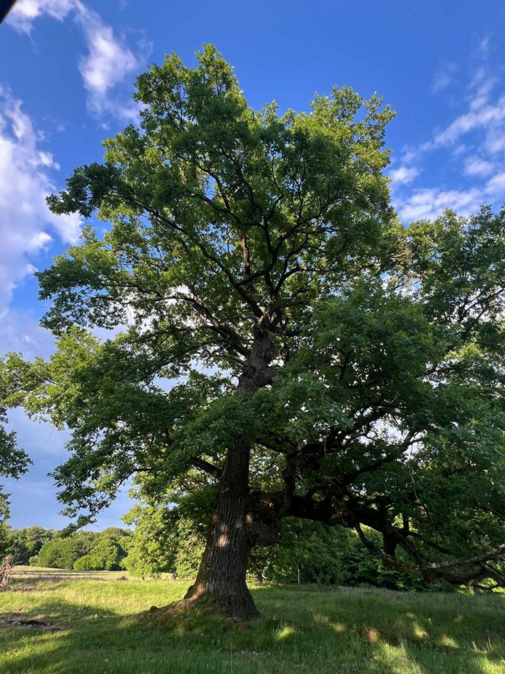 Stejarul: cum îl recunoști, cum arată frunza, tipuri și importanța lui în natură și cultură. Unde pot fi admirați în România - Imaginea 12