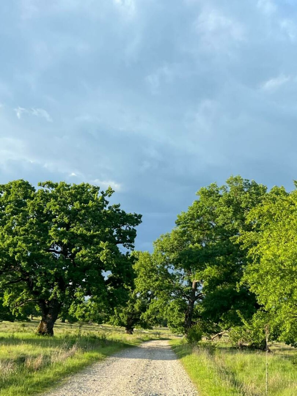 Stejarul: cum îl recunoști, cum arată frunza, tipuri și importanța lui în natură și cultură. Unde pot fi admirați în România - Imaginea 13