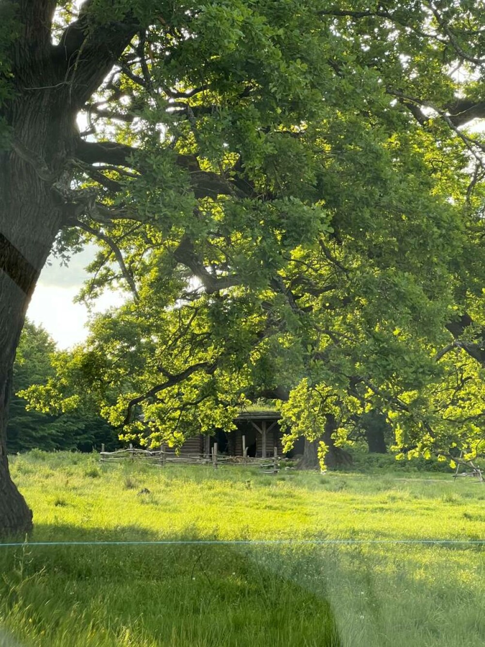 Stejarul: cum îl recunoști, cum arată frunza, tipuri și importanța lui în natură și cultură. Unde pot fi admirați în România - Imaginea 14