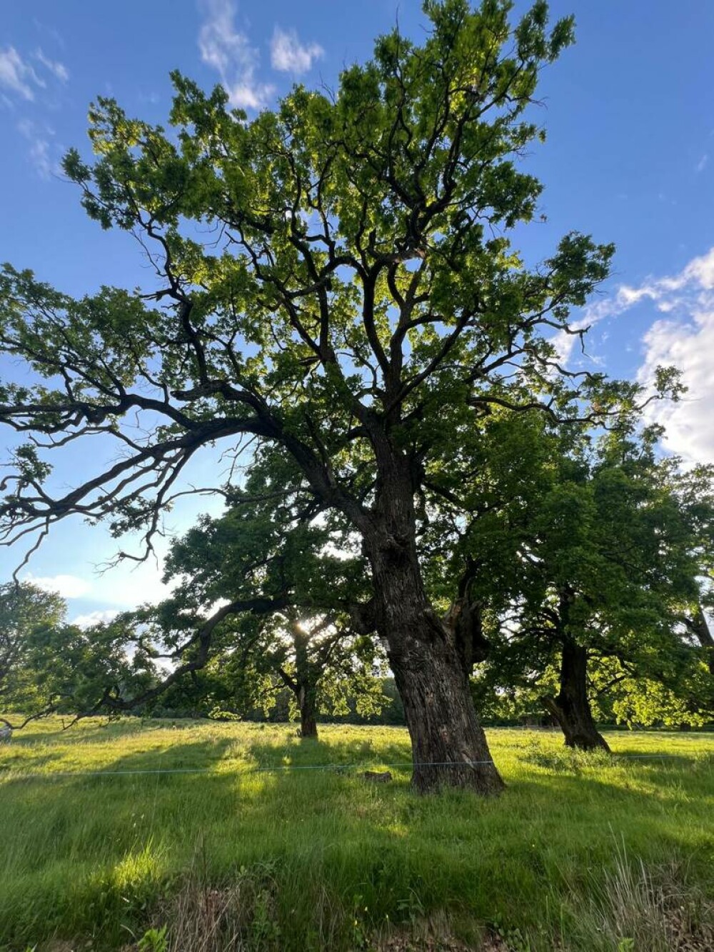 Stejarul: cum îl recunoști, cum arată frunza, tipuri și importanța lui în natură și cultură. Unde pot fi admirați în România - Imaginea 15