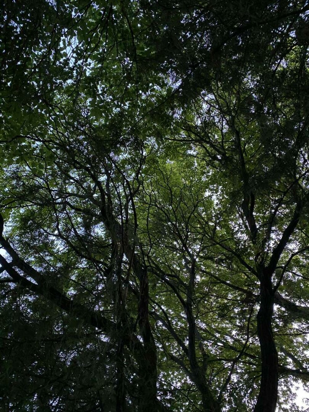 Stejarul: cum îl recunoști, cum arată frunza, tipuri și importanța lui în natură și cultură. Unde pot fi admirați în România - Imaginea 16