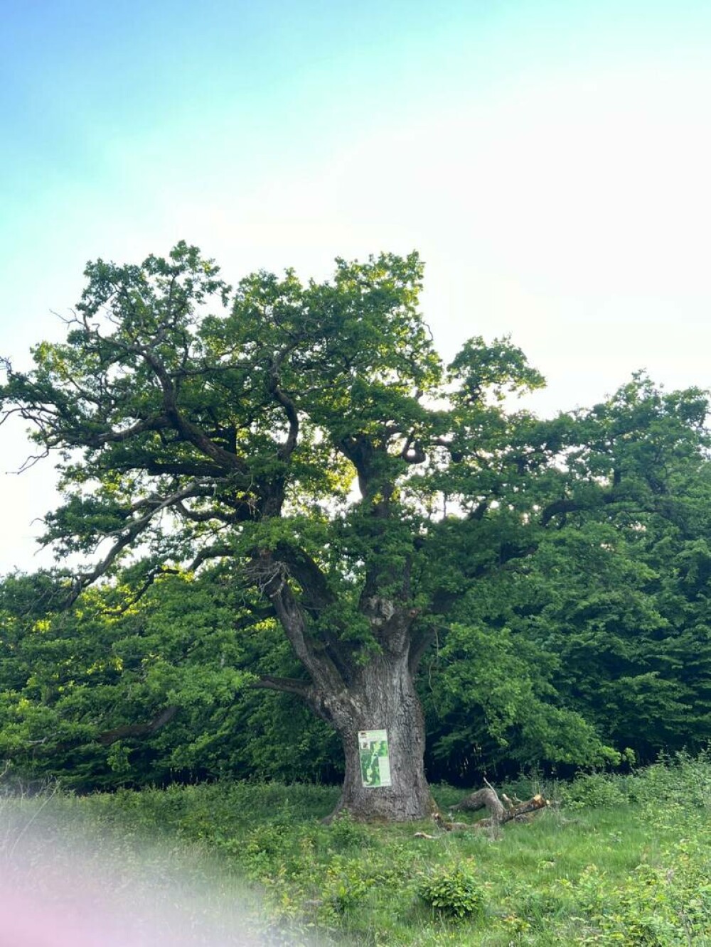 Stejarul: cum îl recunoști, cum arată frunza, tipuri și importanța lui în natură și cultură. Unde pot fi admirați în România - Imaginea 17