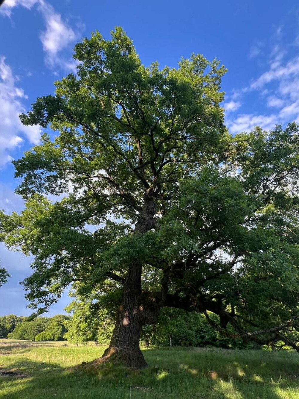 Stejarul: cum îl recunoști, cum arată frunza, tipuri și importanța lui în natură și cultură. Unde pot fi admirați în România - Imaginea 18