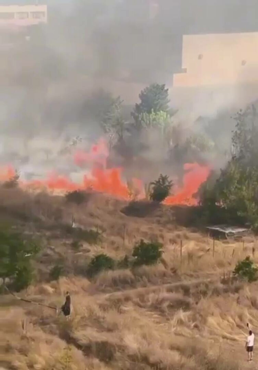 Adus în pragul nebuniei de alergii, se apără el, un bucureștean a dat foc ambroziei. În scurt timp s-a declanșat iadul - Imaginea 3