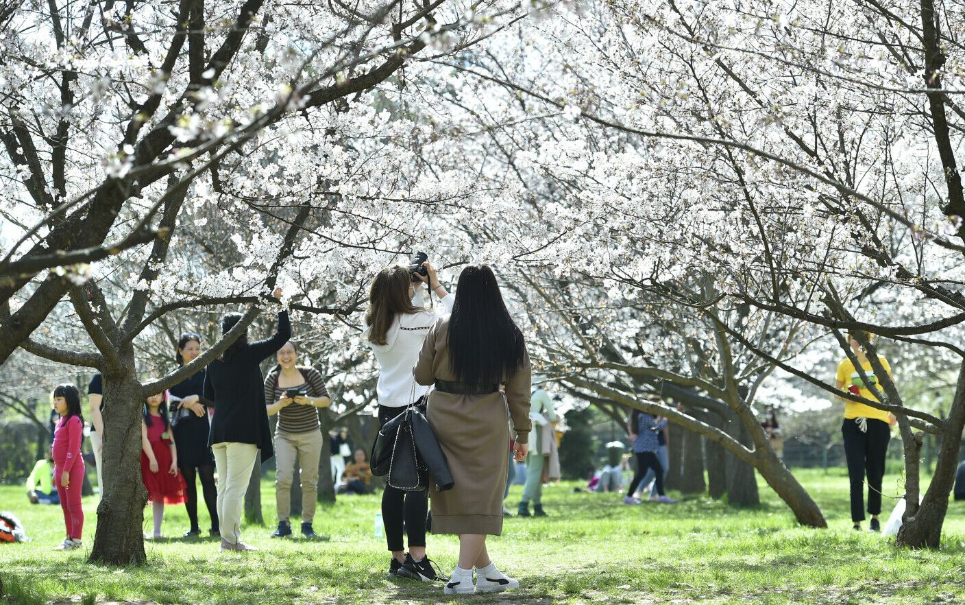 Mai multe persoane se plimbă printre copacii înfloriți din Grădina Japoneză din parcul Herăstrău din Capitală