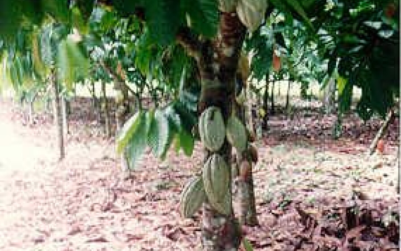 Extractul de cacao face minuni pentru piele! Stirileprotv.ro