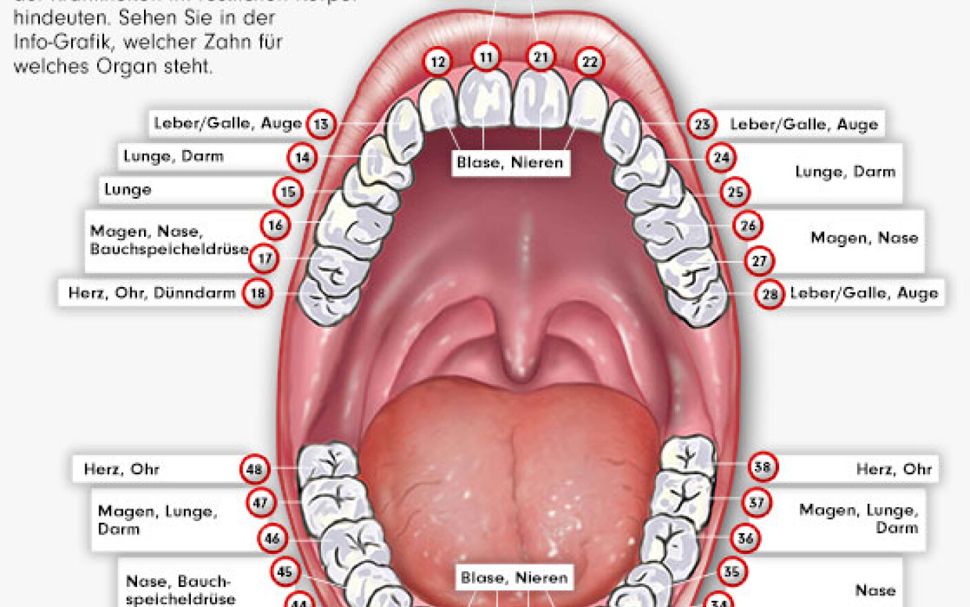 race very nice initial LISTA legaturilor dintre dinti si restul corpului, vazuta prin ochii unui  stomatolog - Stirileprotv.ro
