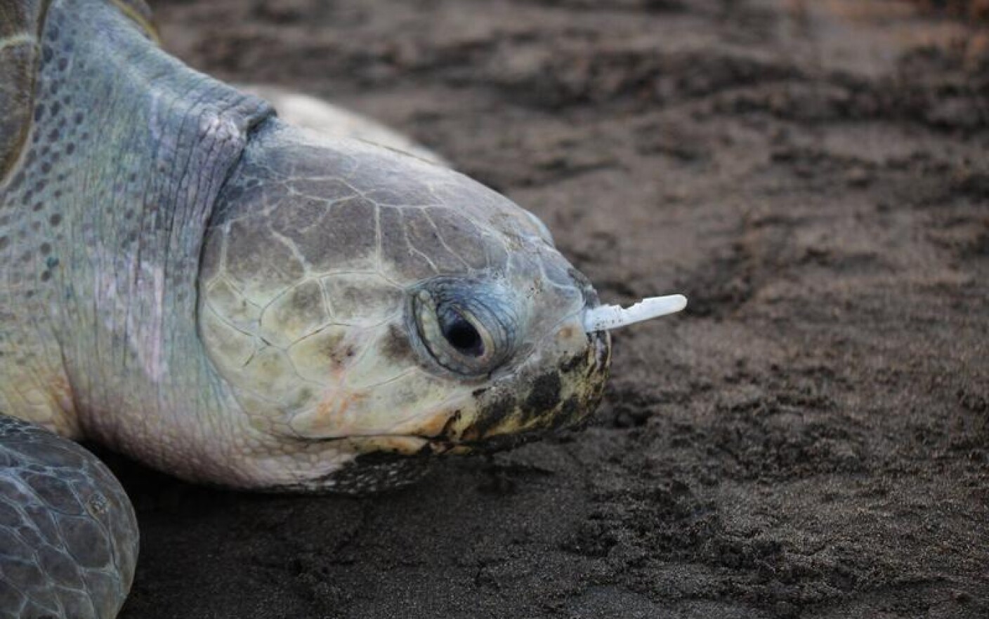 VIDEO Ce strategie! O broască ţestoasă atacă şi omoară un porumbel | Click