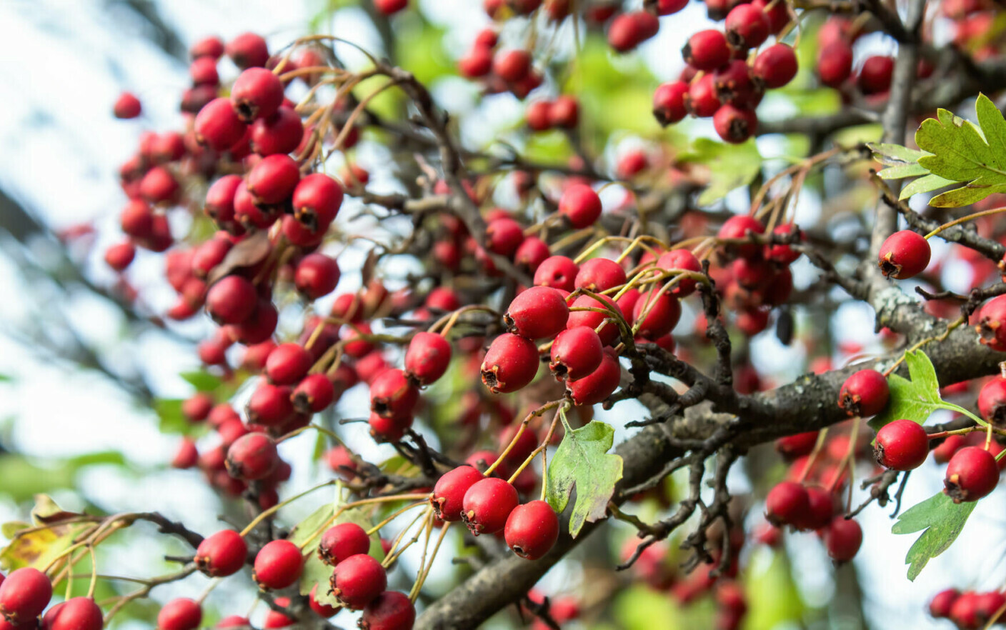 The Ultimate Guide to Hawthorn: Nutritional Composition, Health Benefits, and Contraindications