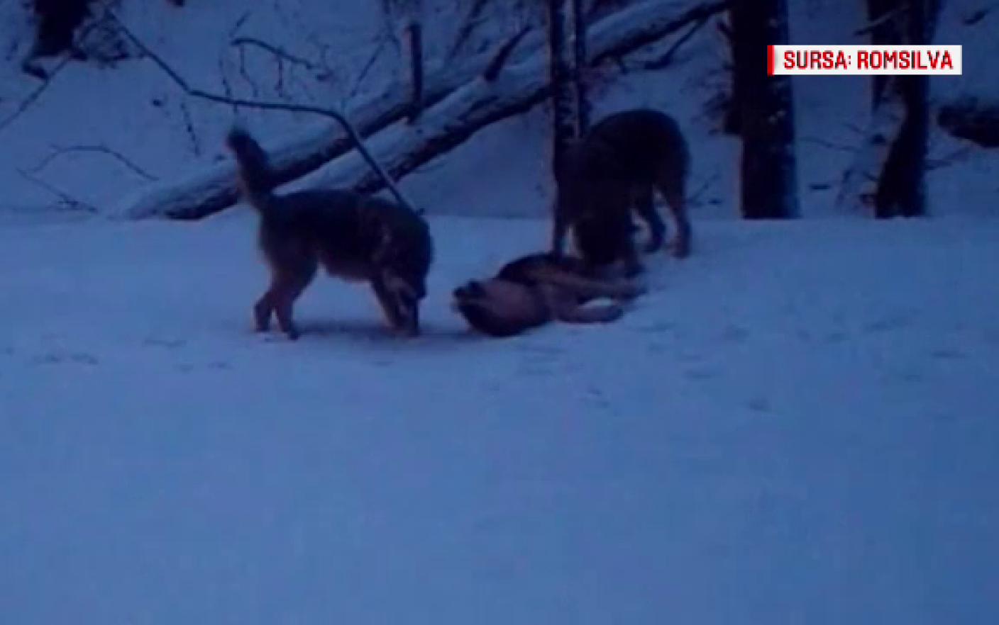 Mediate Feat Mouthpiece Haită de lupi filmată în timp ce se juca în zăpadă, în Parcul Național  Porțile de Fier - Stirileprotv.ro