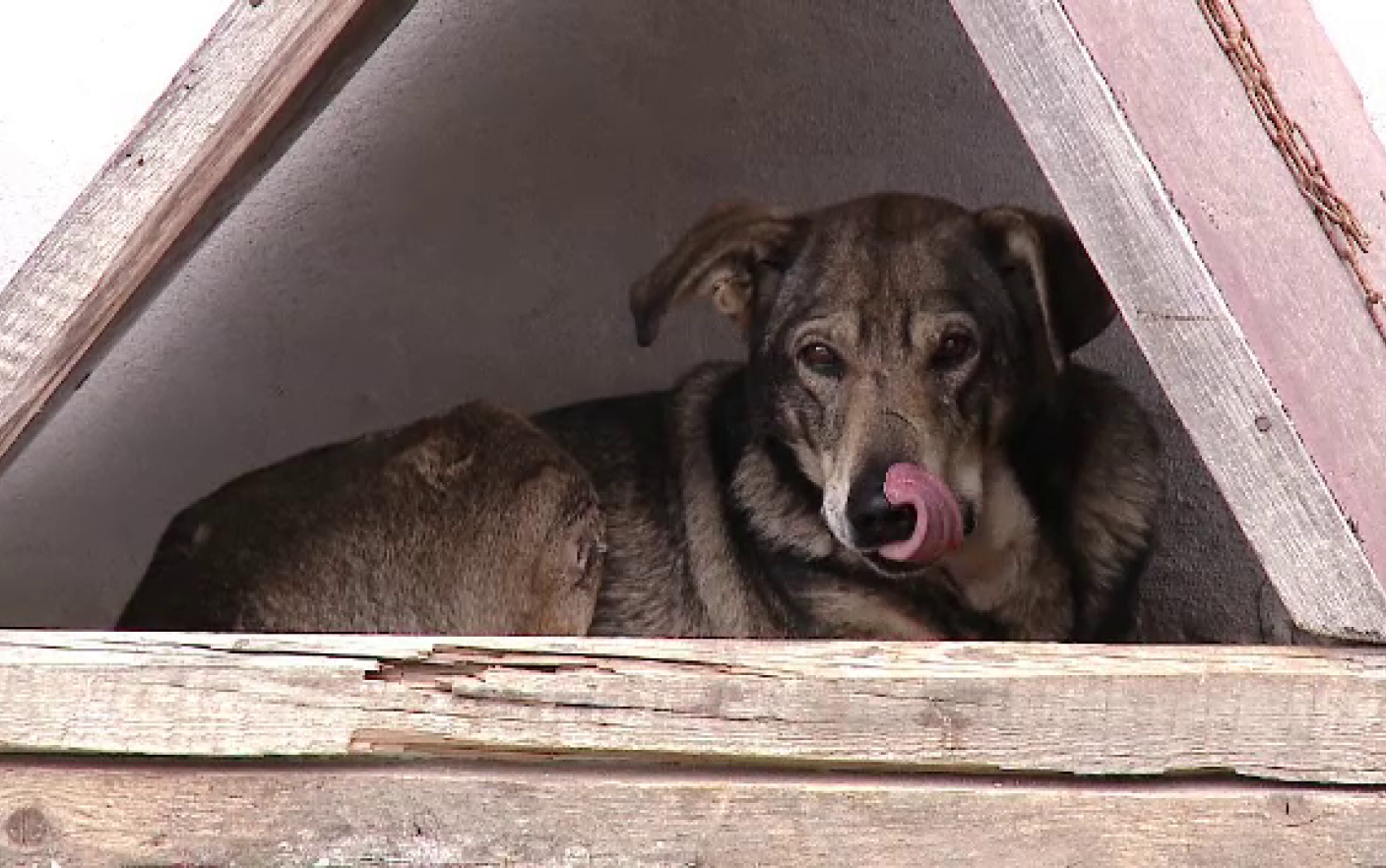 câinii sos adoptă anti-îmbătrânire elvețiană cum să eliminați ridurile orizontale de pe frunte