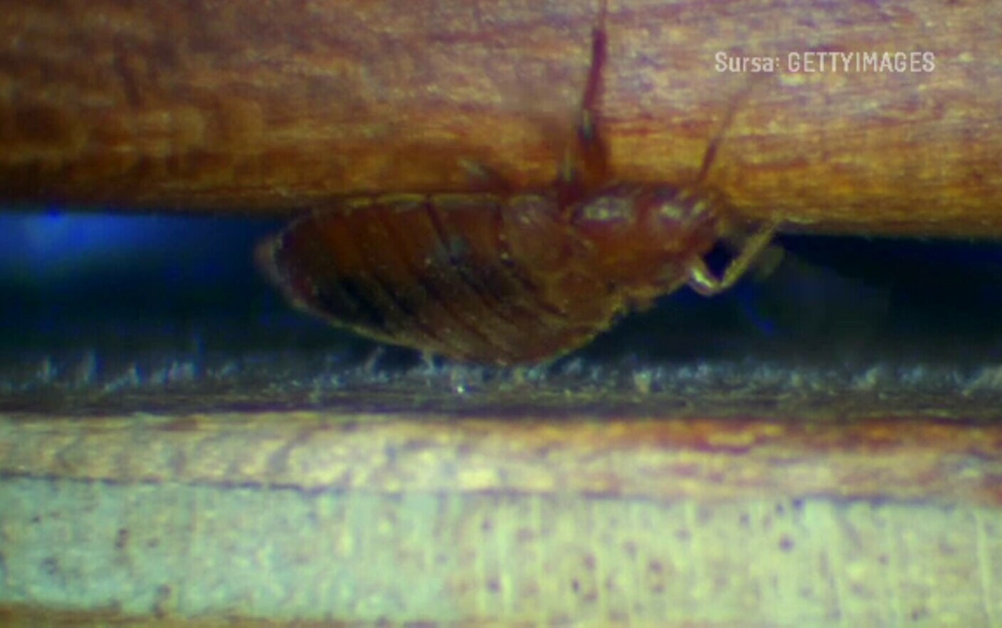 Possible bed bug infestation at Ikea. Insects hide in wood and multiply
