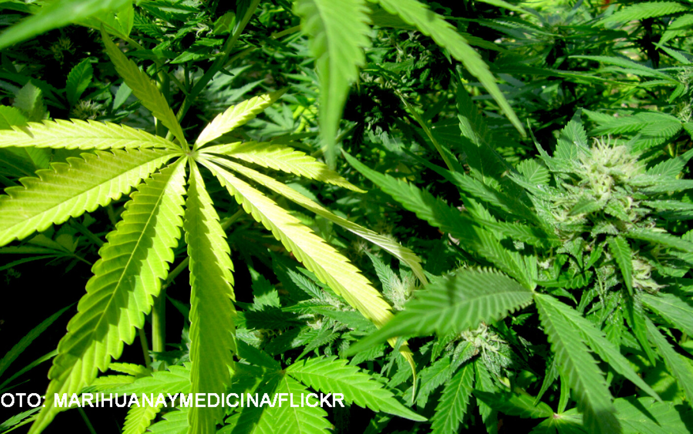 multe plante de marijuana