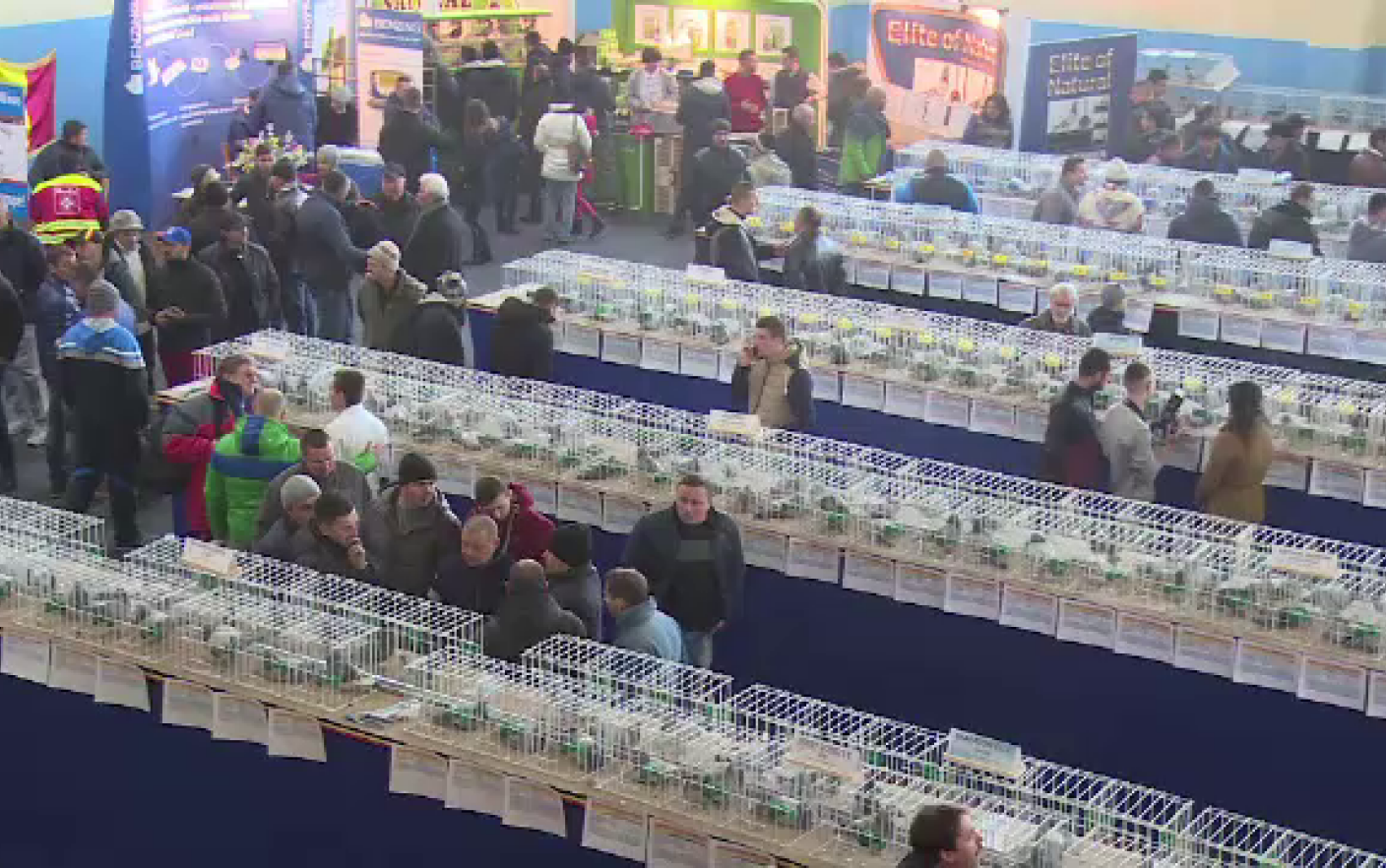 Expozitie de porumbei campioni, la Targoviste. "Familia si porumbeii