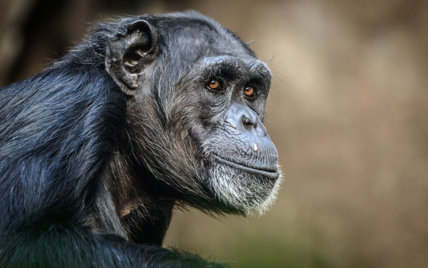 Momente înduioșătoare la zoo. Cum a reacționat o femelă cimpanzeu după ...