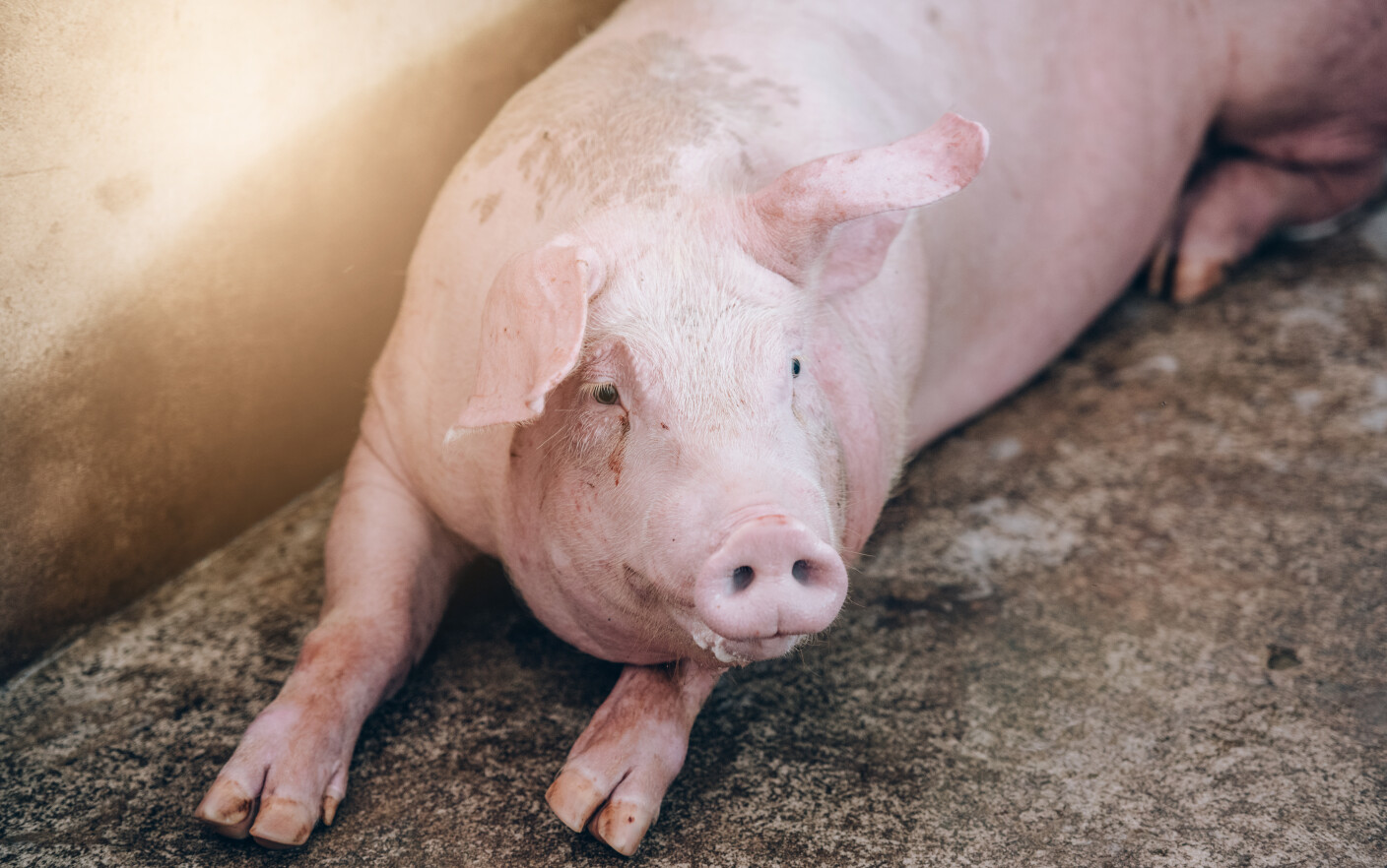 porc
