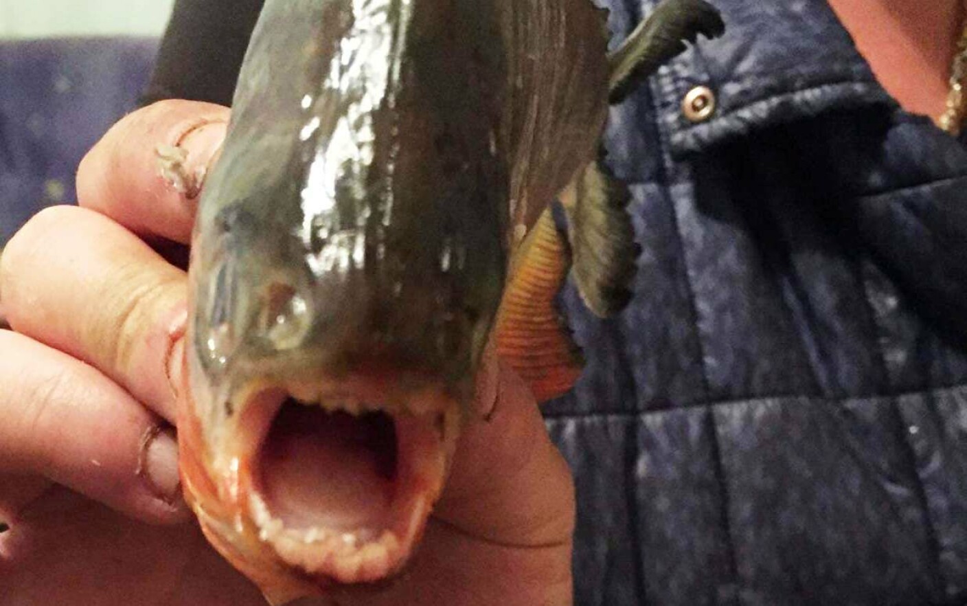 Piranha descoperit in Romania