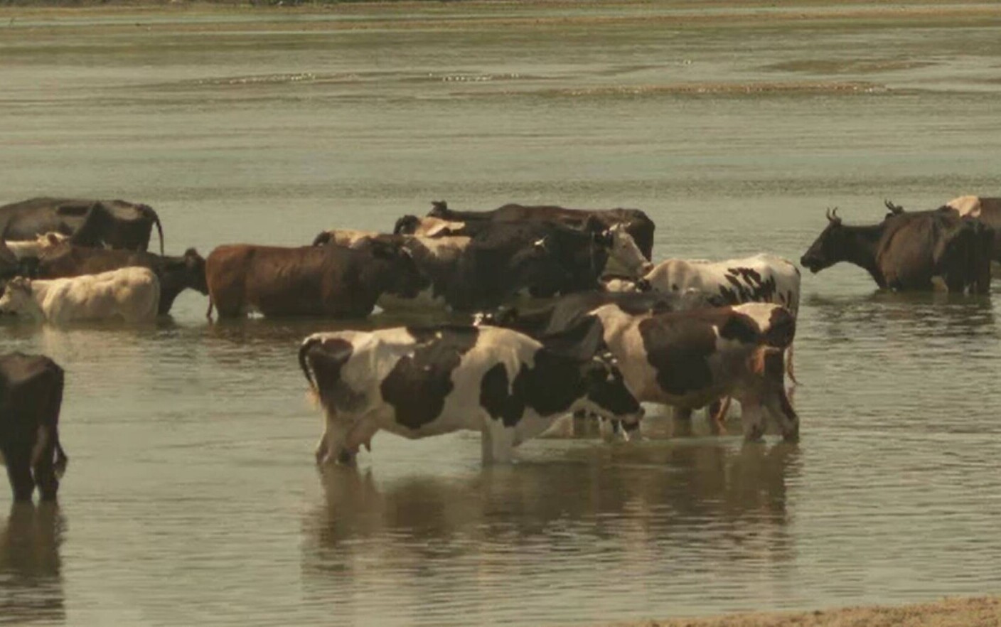 În sudul țării, temperaturile au ajuns la 59 de grade Celsius. Localnicii și -au dus animalele să se scalde în râul Jiu - Stirileprotv.ro