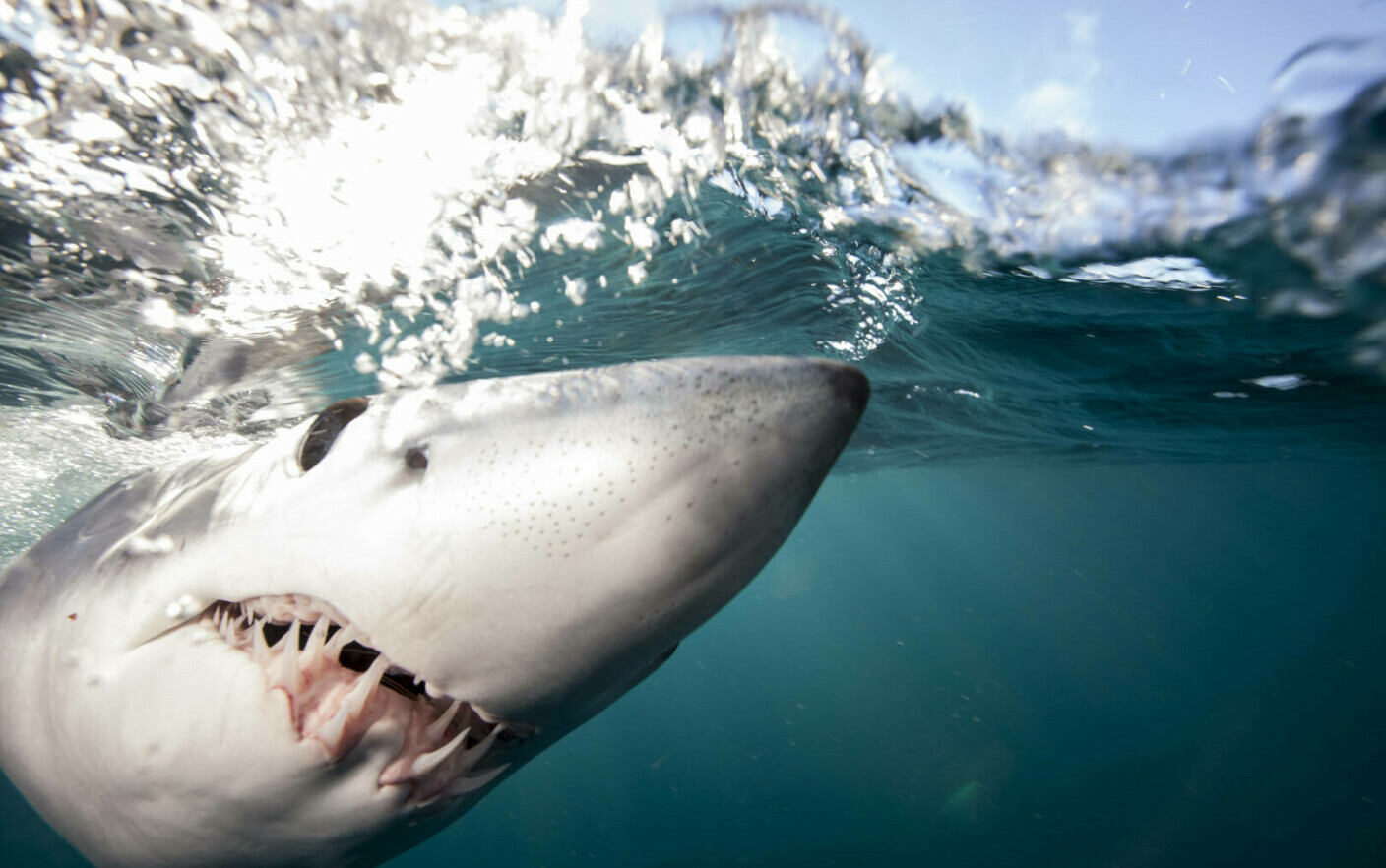 Συναγερμός σε παραλία της Ελλάδας.  Ένας τεράστιος καρχαρίας είδαν τουρίστες κοντά στην ακτή |  ΒΙΝΤΕΟ