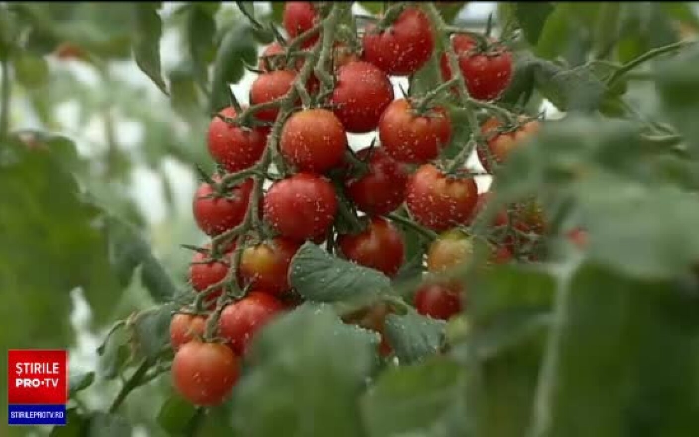 Pericolul Pesticidelor Din Fructe È™i Legume Demonstrat De Laboratoarele Din Romania Ce Trebuie SÄƒ EvitÄƒm Stirileprotv Ro