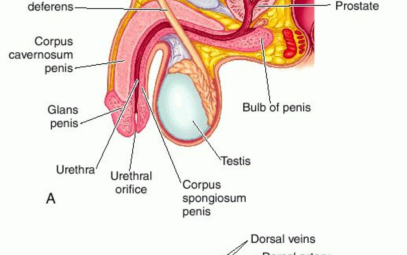 de unde a venit penisul penis gros