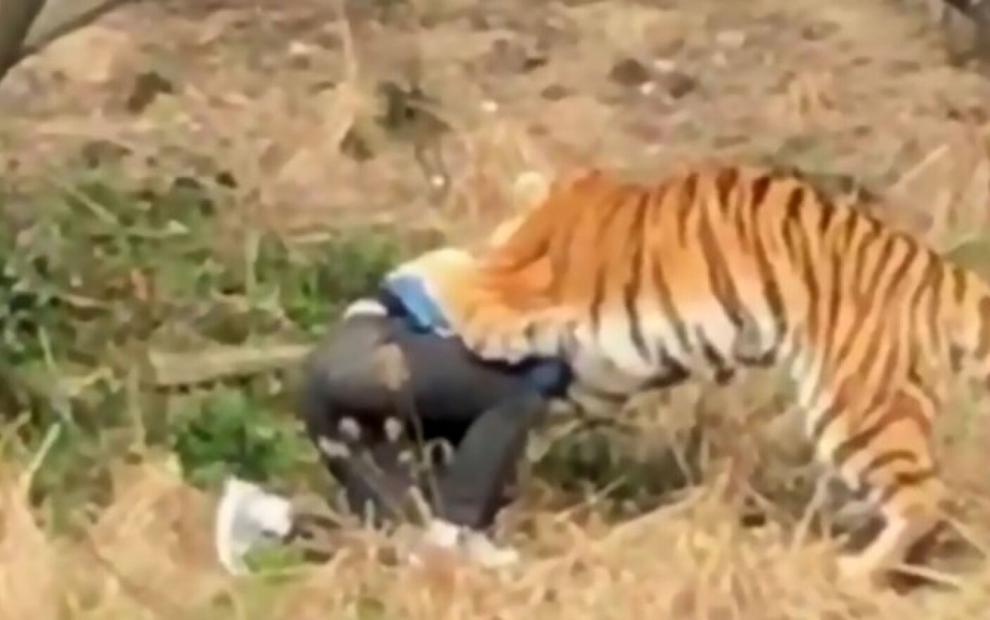 Bărbat mâncat de tigri, după ce a încercat să intre la ZOO sărind gardul