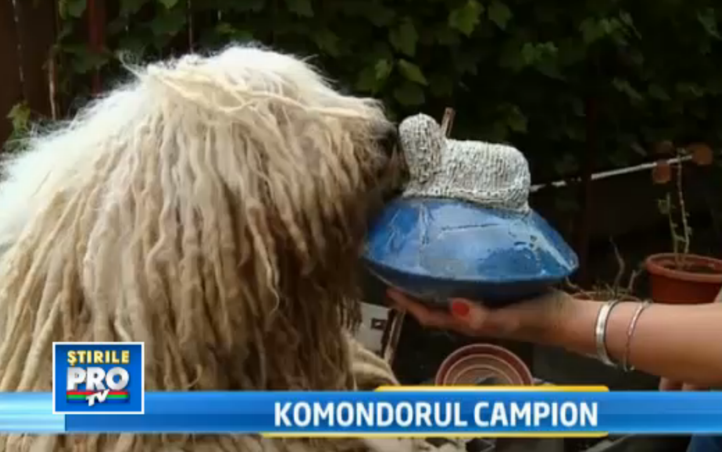 Стол для груминга komondor ts 06