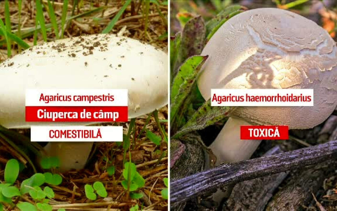 Cum arată ciupercile otrăvitoare. Specii de ciuperci cu imagini - vreaulemn.ro