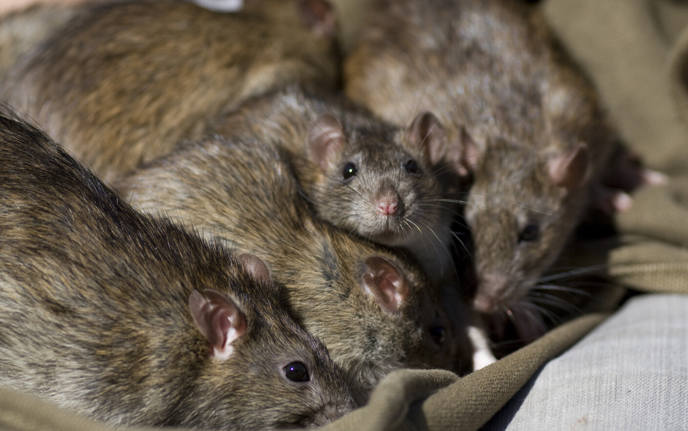 The Invasion of Poison-Resistant Super Rats: How the Pandemic Created a Growing Problem for Britain’s Pest Control Experts