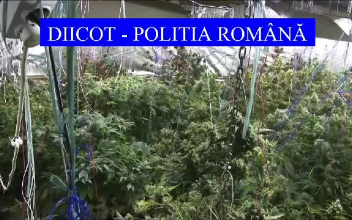 Bucureștiul, piața de desfacere pentru canabis a unor traficanți de