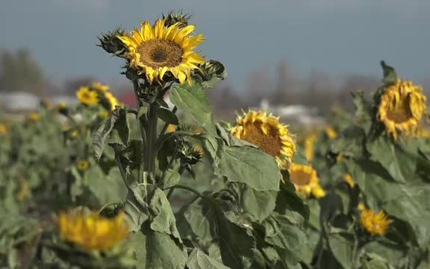 România rămâne cel mai mare producător de semințe de floarea soarelui din Europa