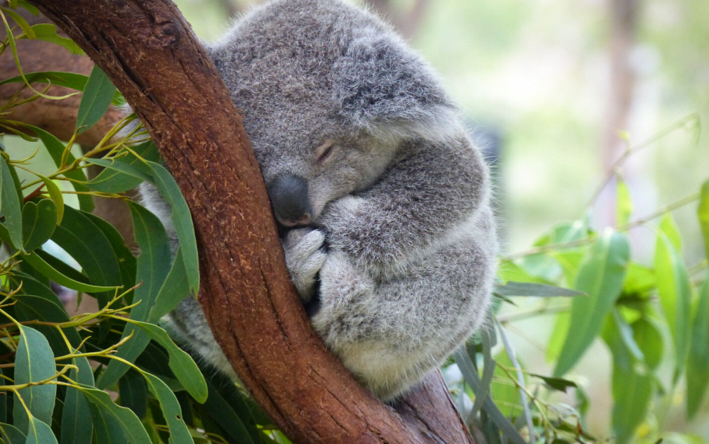 Urșii koala, în pericol de dispariție prin afectarea imunității, din