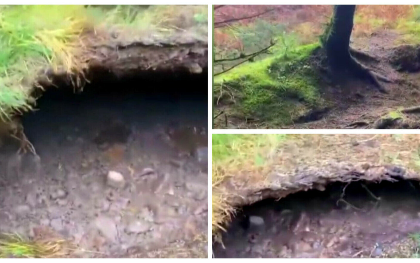 Breathtaking Footage: Man Films Incredible Moment of Earth Being Lifted by Strong Wind in Scottish Forest