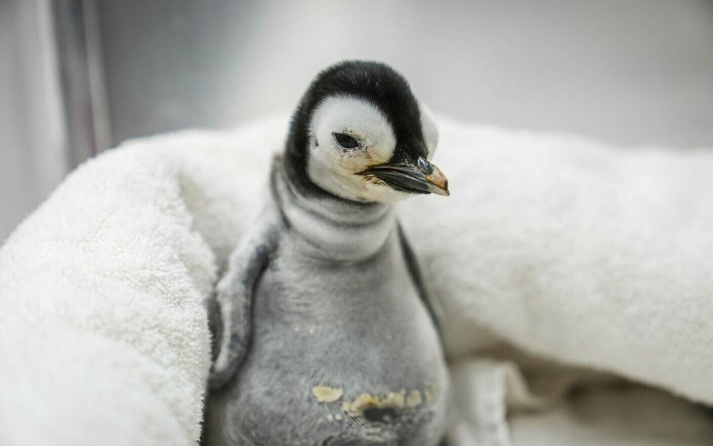 Pinguinul imperial, pe cale de dispariție