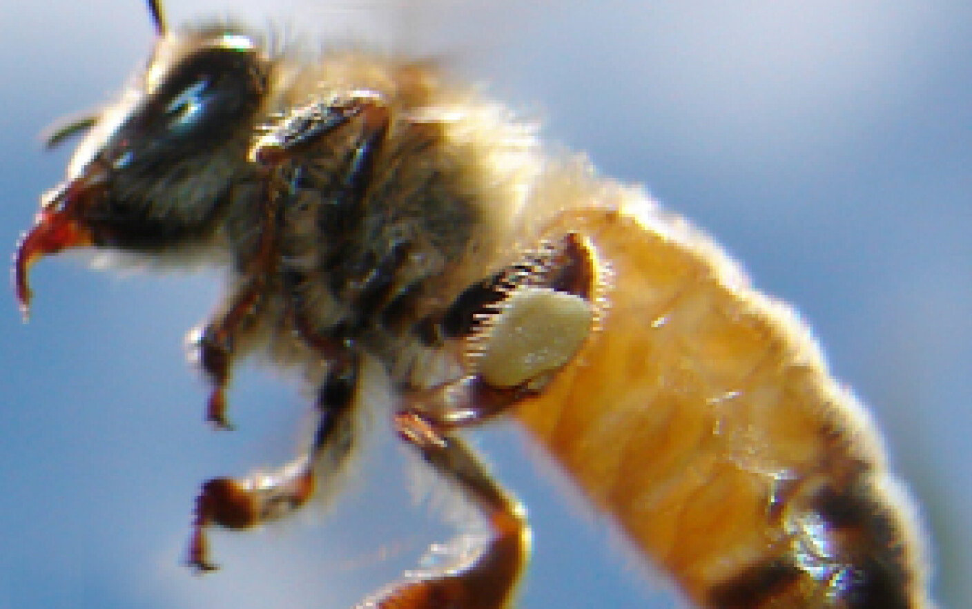 O creștere membru intepaturile de albine
