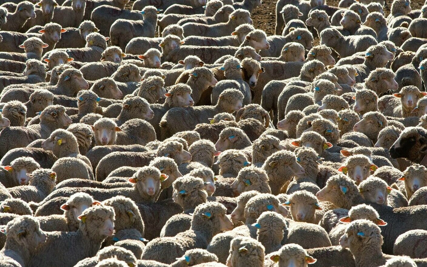 Ένα κοπάδι πρόβατα έφαγε 300 κιλά φαρμακευτικής κάνναβης αφού χτύπησε σε θερμοκήπιο.  «Πήδηξαν πιο ψηλά από τις κατσίκες!»