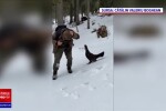 Imagini rare: cocoș de munte, surprins când atacă un fotograf