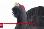 Imagini rare: cocoș de munte, surprins când atacă un fotograf în munţii Bucovinei