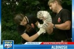Nu sunt cei mai frumosi puiuti de tigru alb pe care i-ati vazut pana acum?