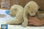 Lei albi la gradina zoologica din Belgrad