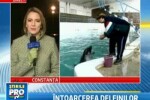 Trei pui de delfin adusi din China vor deveni vedete la Constanta