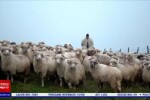 Peisaje de poveste, la Mărginimea Sibiului. ”Este atmosfera asta a satului, liniștea, timpul care curge mai încet”
