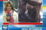 Iarna nu va pleca prea curand de la noi. O spun ursii