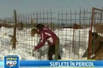 Cel mai bun prieten al cainelui este... omul.Au salvat cateii de la inghet