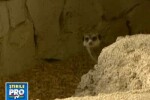 Premiera. Patru suricate la Zoo Baneasa VIDEO