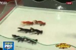VIDEO cu pesti care inoata sincron, interzis la o televiziune din China