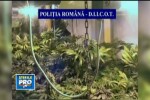Autoritatile romane au descoperit mai multe laboratoare de producere a drogurilor in Capitala
