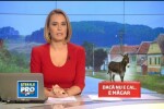“Am gasit 2 animale pe camp, erau ale nimanui”. Cum au ajuns 2 magari in farfuriile a zeci de oameni