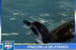 O noua atractie la delfinariul din Constanta: patru pinguini africani!